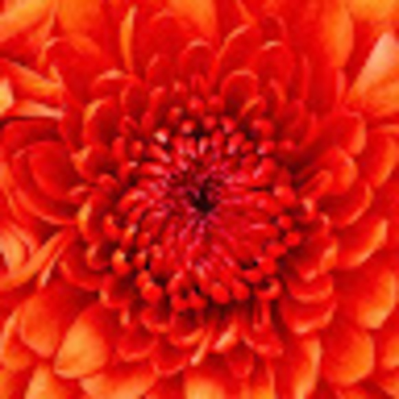 Meet your Posher, Judith - Picture 1 of 1